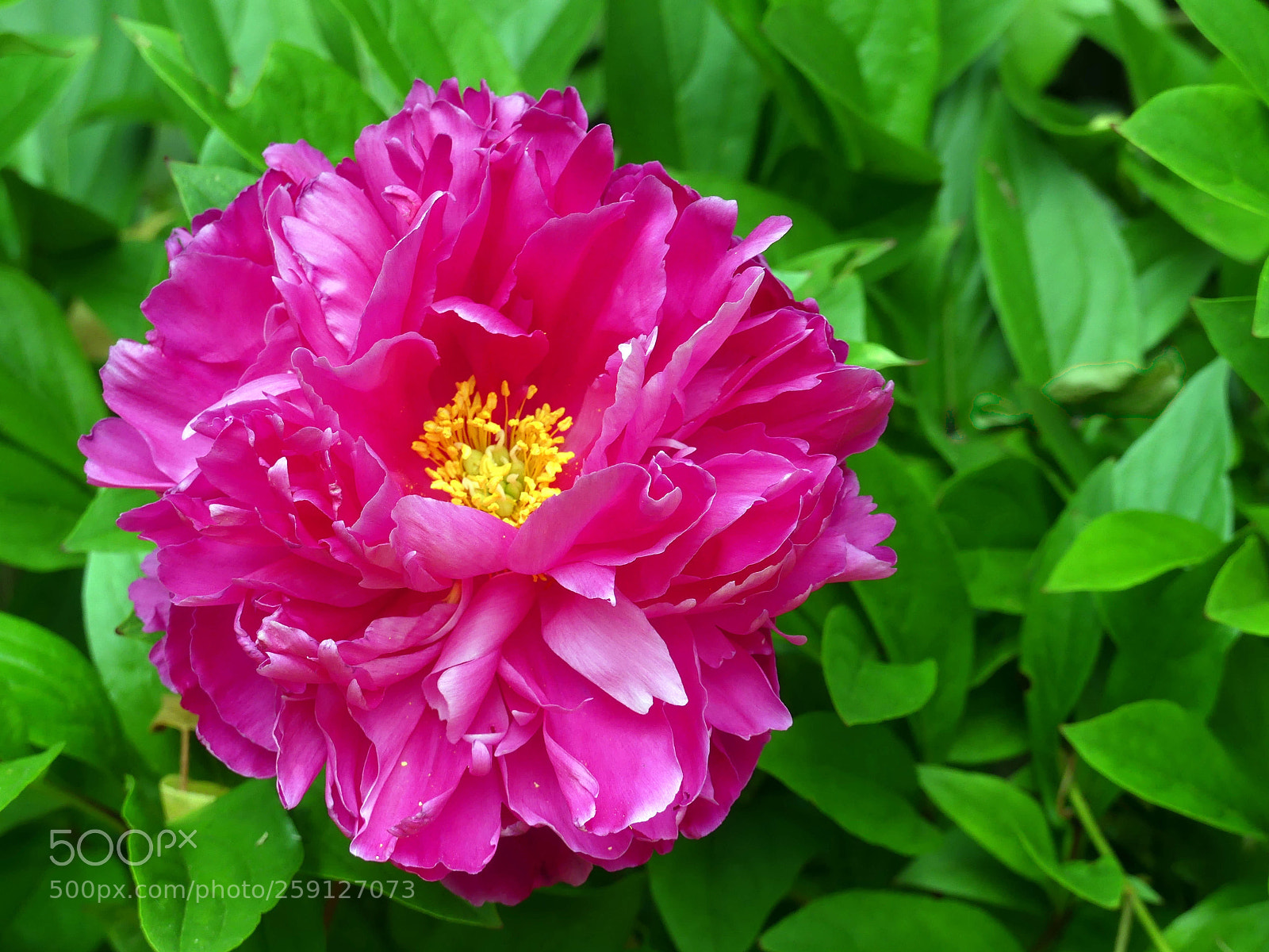 Panasonic Lumix DMC-FZ300 sample photo. Red, like a peony photography