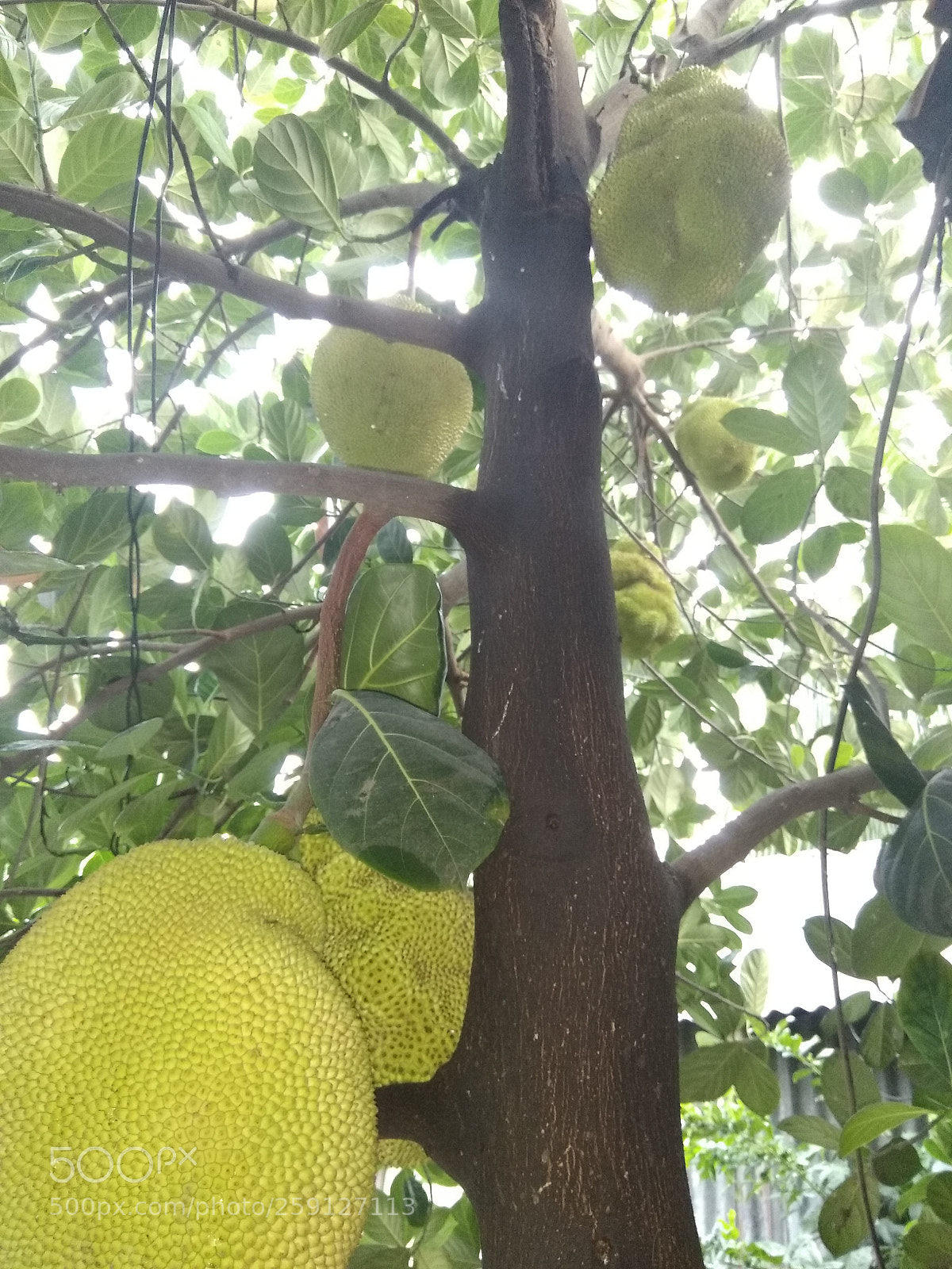 Xiaomi Redmi Note 4 sample photo. Tree ? photography