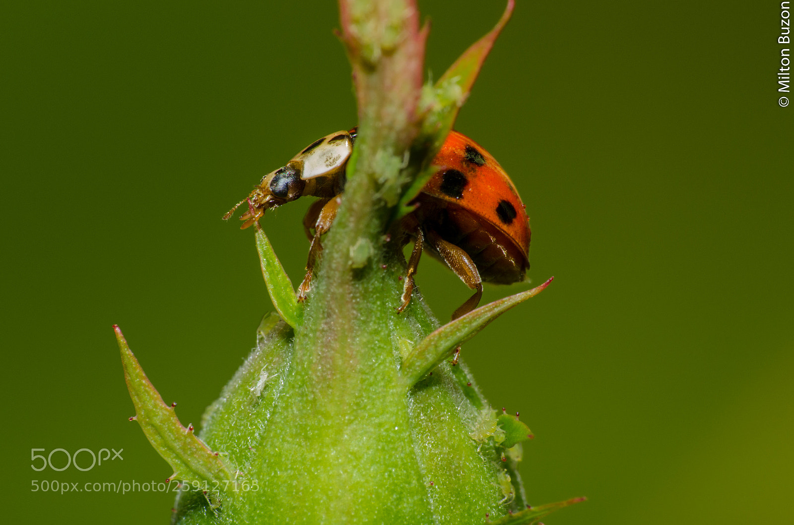 Nikon D7000 sample photo. Magnificent colors and shapes photography