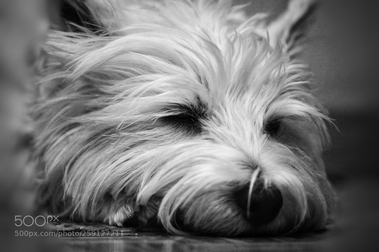 Nikon D5600 sample photo. Never settle for something photography