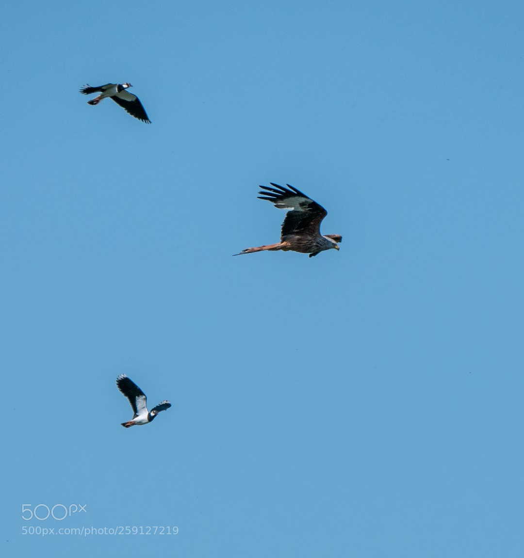Panasonic Lumix DMC-GX85 (Lumix DMC-GX80 / Lumix DMC-GX7 Mark II) sample photo. Lapwings engaging a red photography