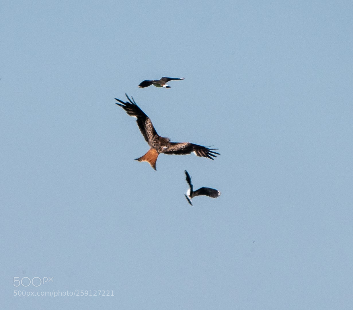 Panasonic Lumix DMC-GX85 (Lumix DMC-GX80 / Lumix DMC-GX7 Mark II) sample photo. Lapwings engaging a red photography