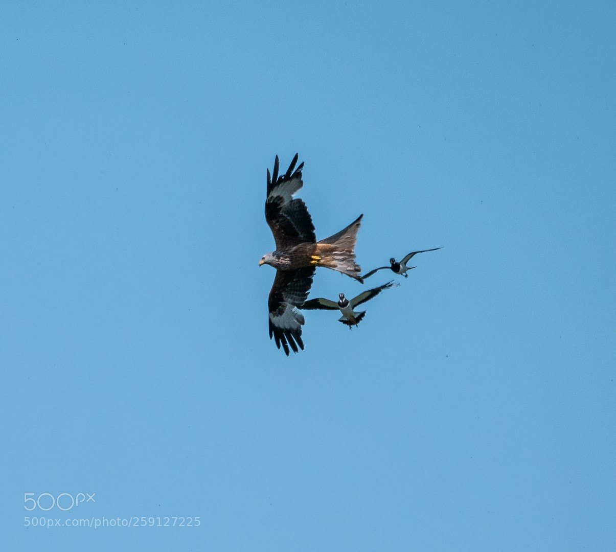 Panasonic Lumix DMC-GX85 (Lumix DMC-GX80 / Lumix DMC-GX7 Mark II) sample photo. Lapwings engaging a red photography
