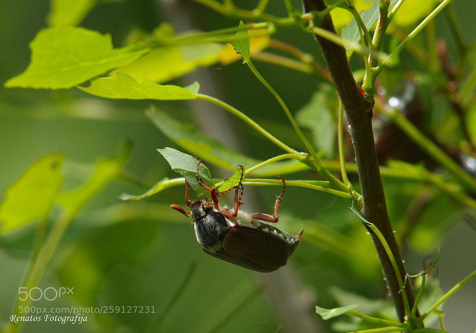 Pentax K-3 sample photo. Untitled photography