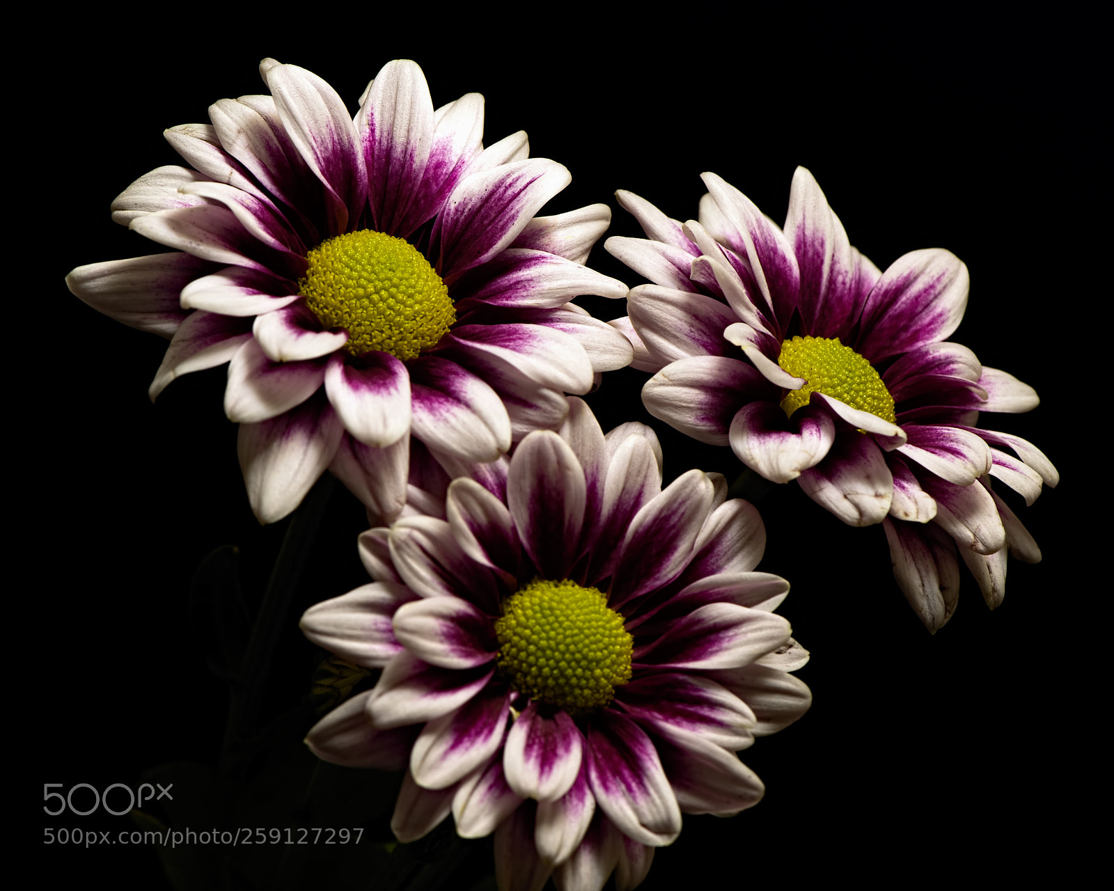 Nikon D810 sample photo. White purple mum trio 0818 photography