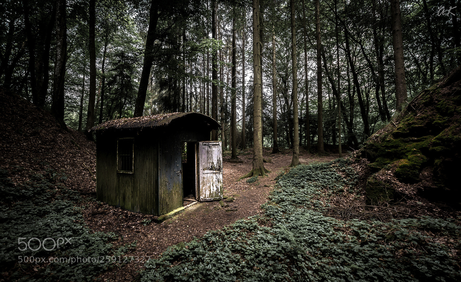 Sony SLT-A58 sample photo. Dark woodlands photography
