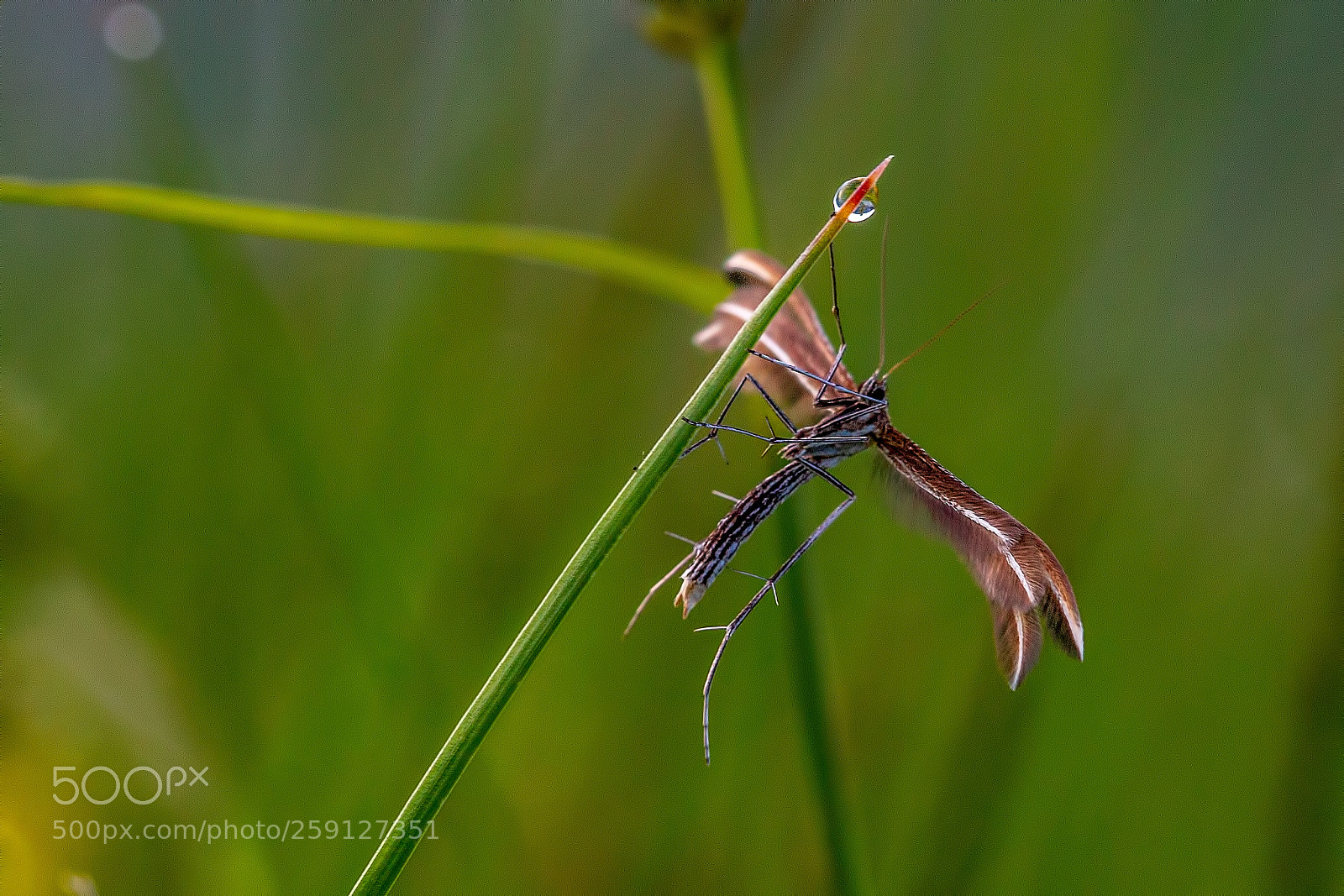 Canon EOS 7D sample photo. Dew examiner photography