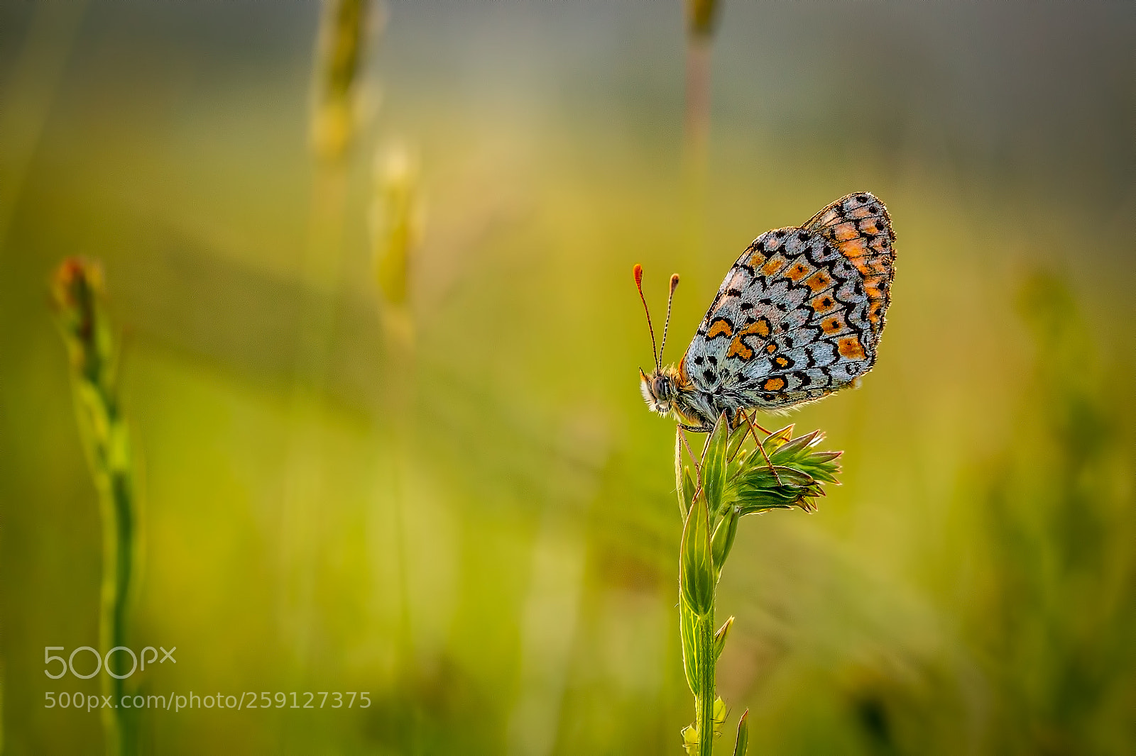 Canon EOS 7D sample photo. Fritlillary photography