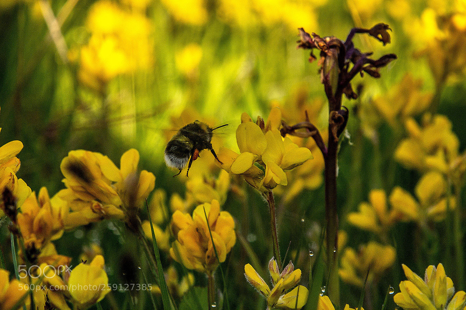 Canon EOS 6D sample photo. Morning harvester photography