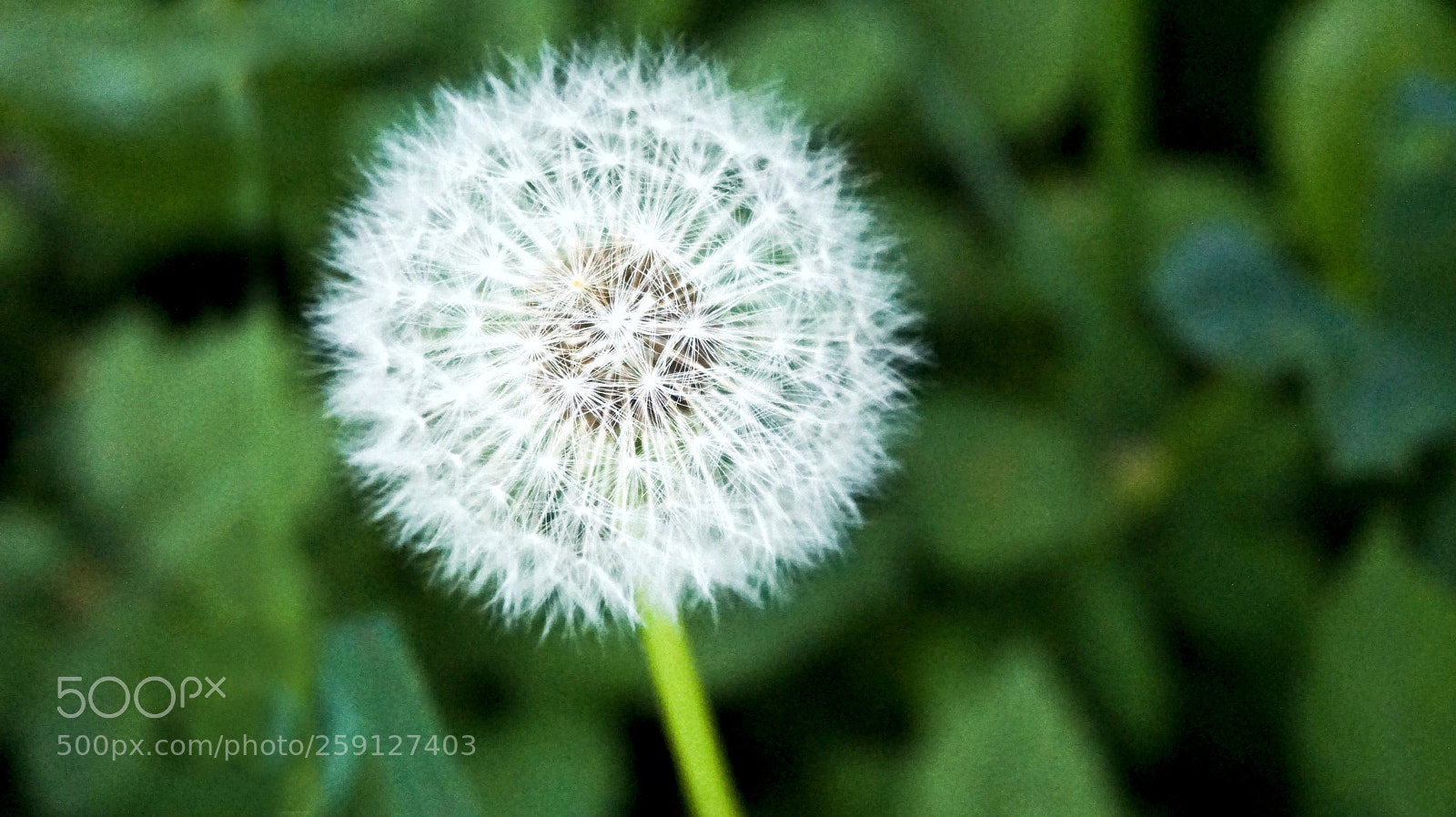 Sony a6000 sample photo. Taraxacum photography
