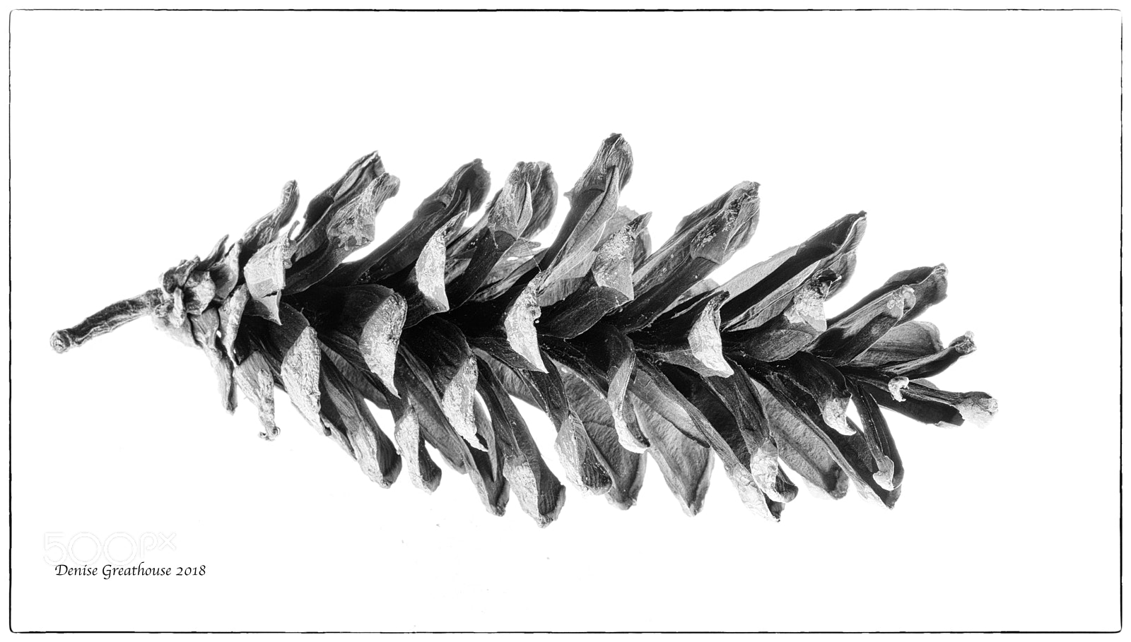 Canon EOS 5D Mark IV sample photo. Pine cone fractal patterns photography