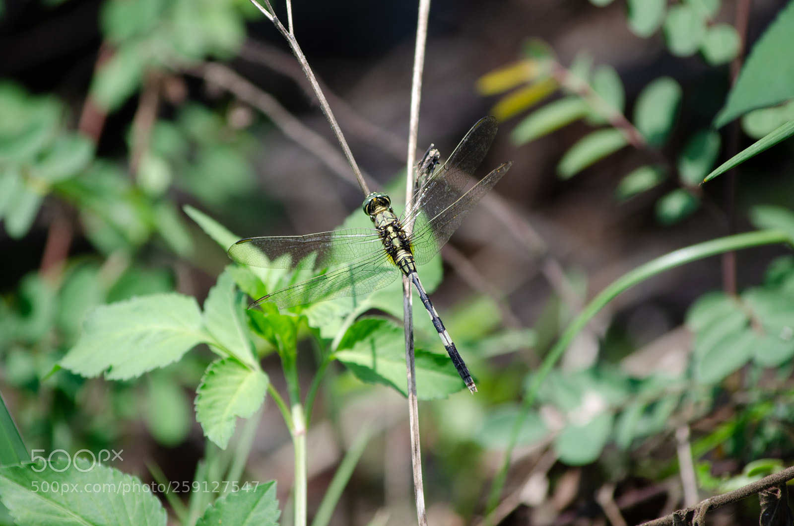 Nikon D5100 sample photo. Libelle in hoi an photography