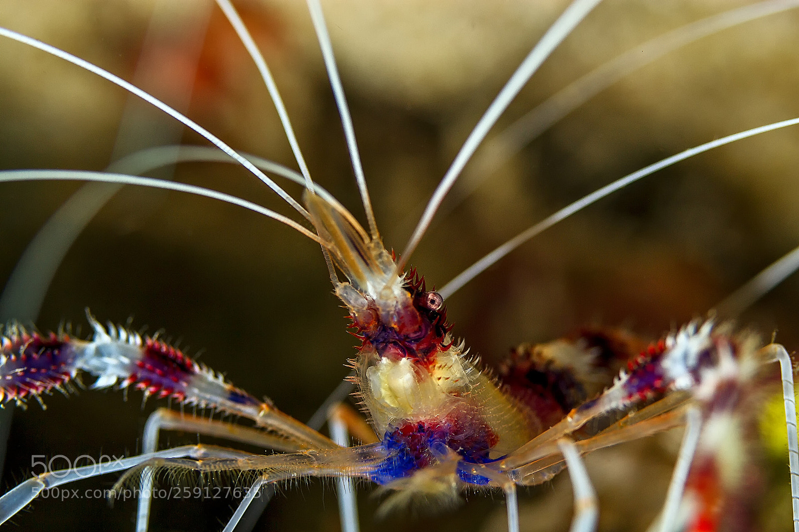 Canon EOS 7D sample photo. Banded coral shrimp photography