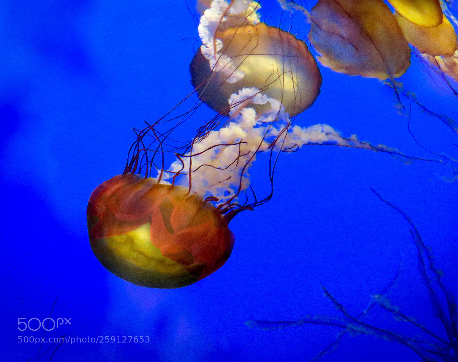 Canon EOS 80D sample photo. Jellyfish photography