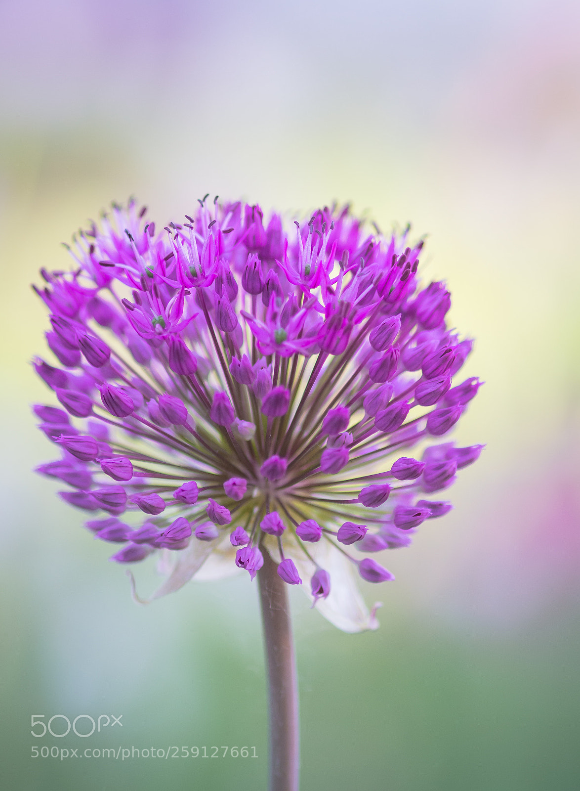 Nikon D7100 sample photo. Allium photography