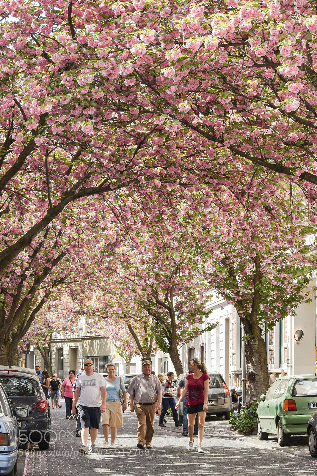 Nikon D5500 sample photo. Bonne sakura photography