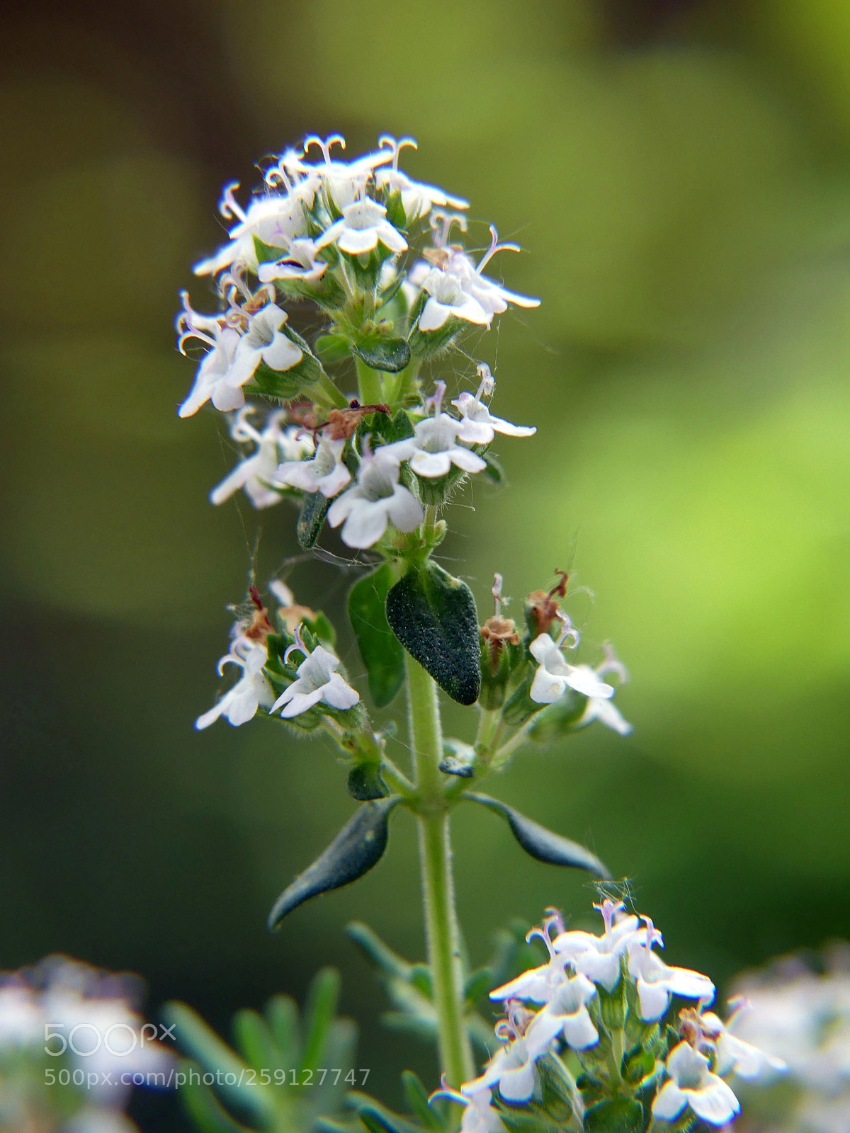 Panasonic Lumix DMC-FZ300 sample photo. Thyme flower photography