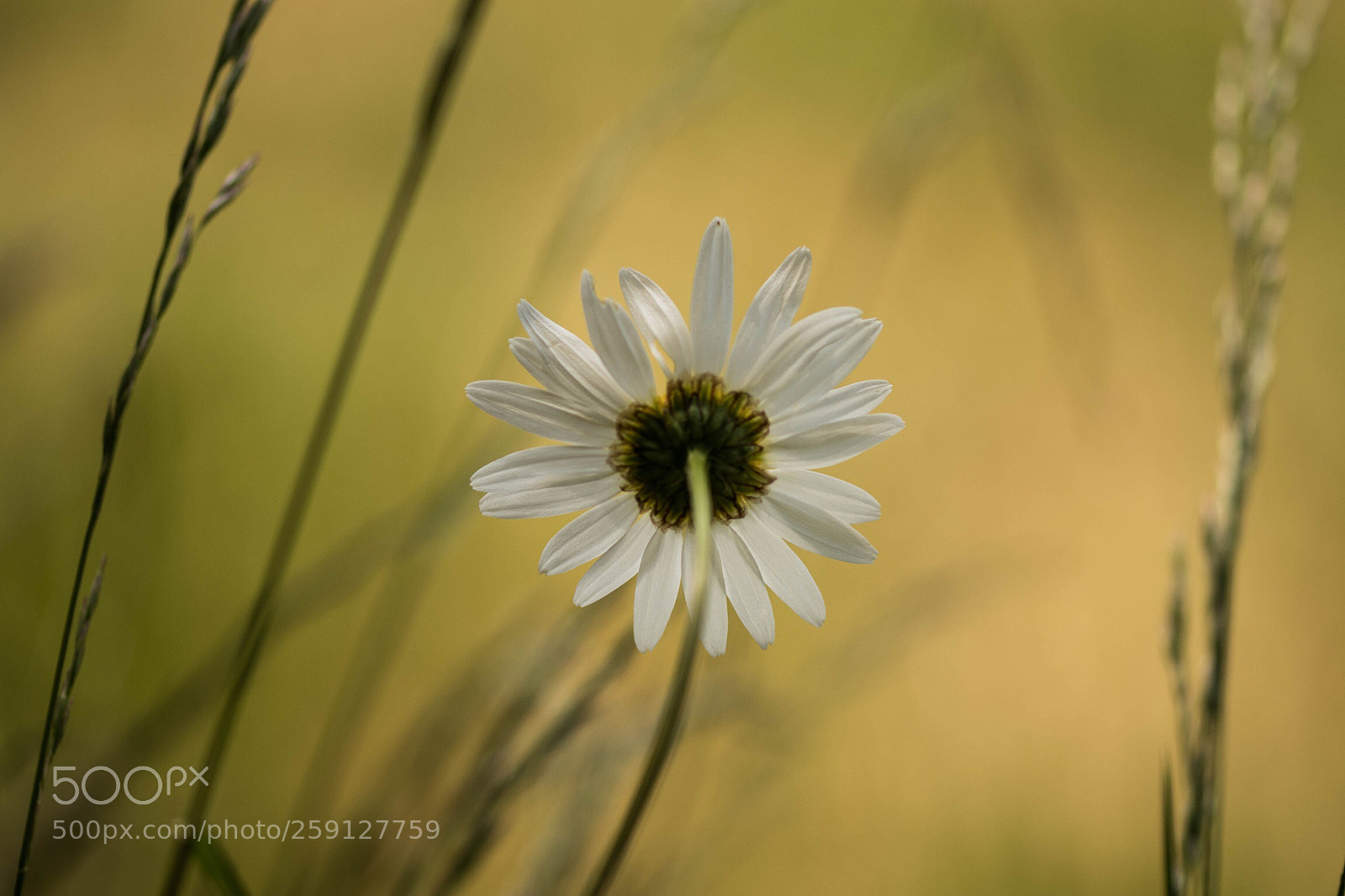 Canon EOS 80D sample photo. De dos ! photography