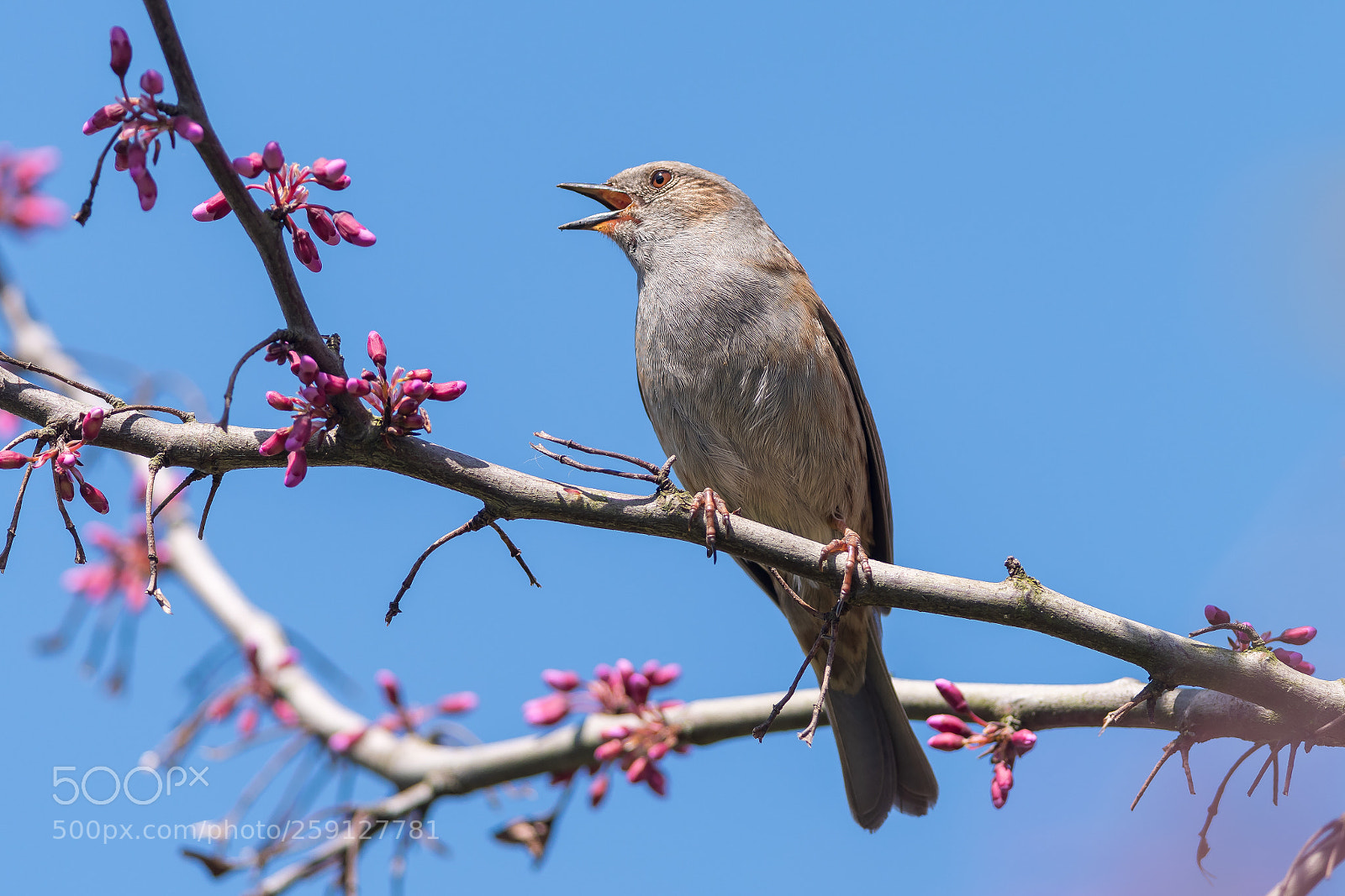 Nikon D500 sample photo. Dunnock singing in my photography