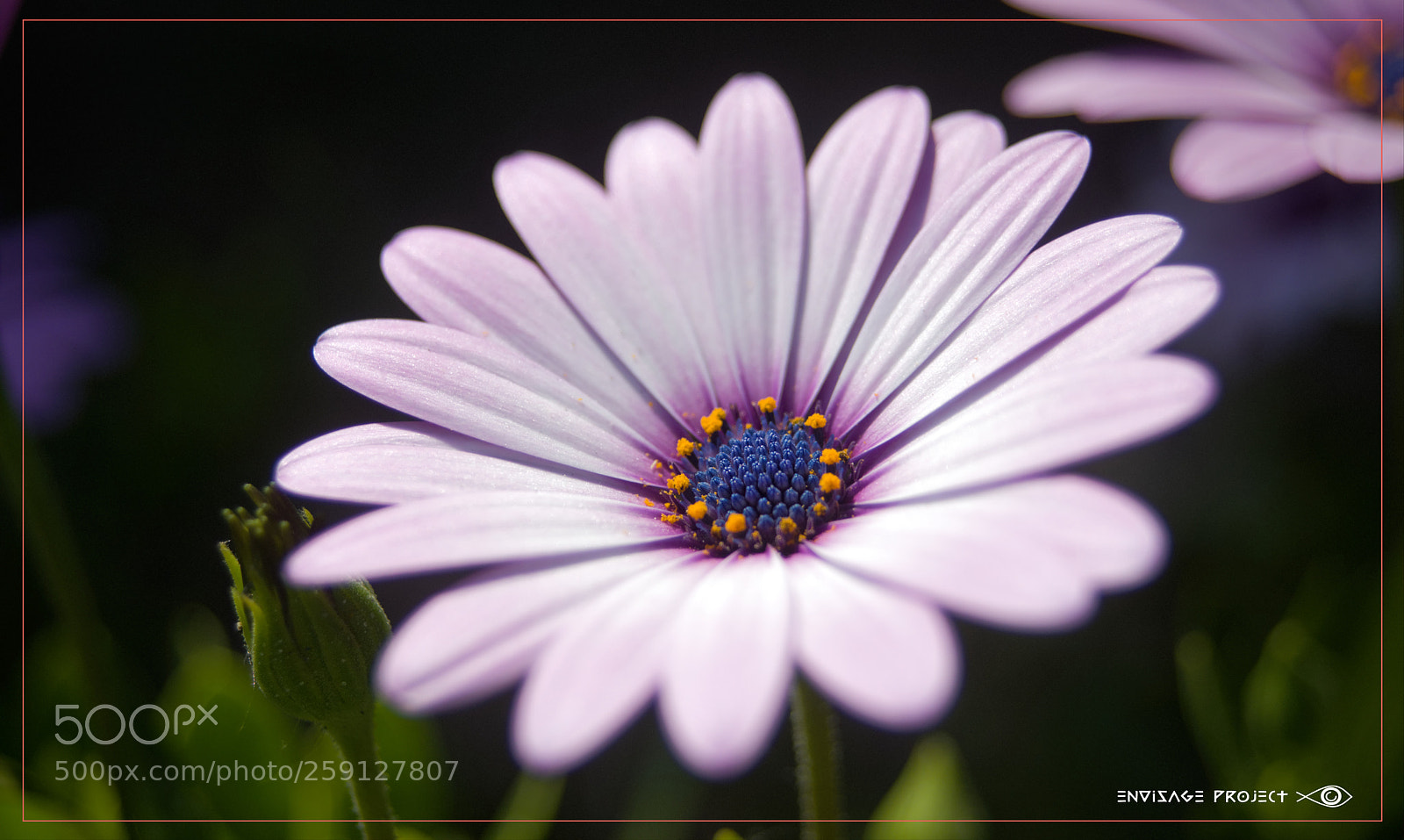 Sony a7R sample photo. Warm summer pink and photography