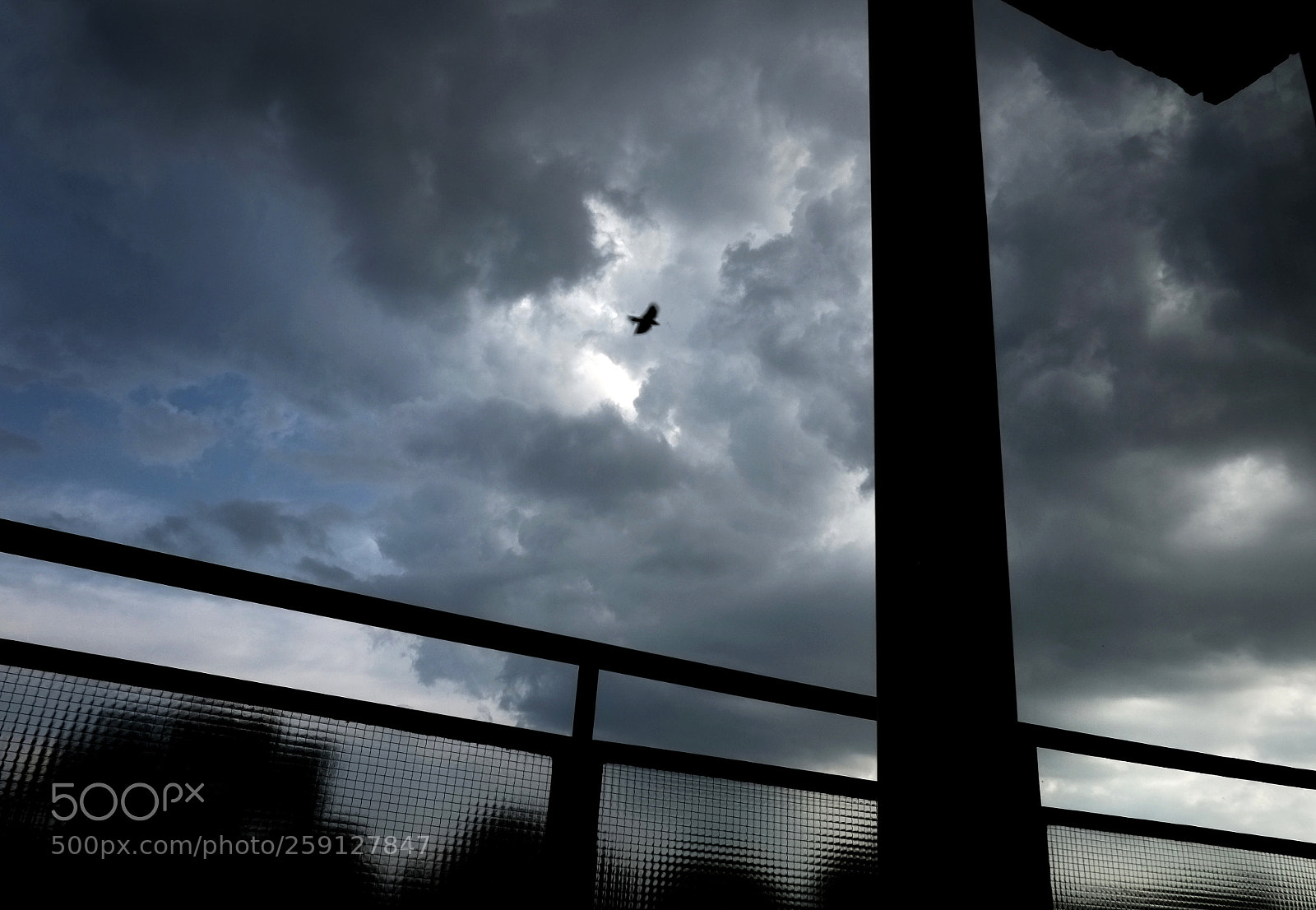 Fujifilm X-E1 sample photo. Bird photography