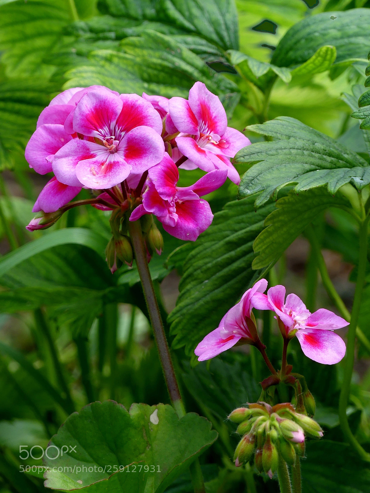 Panasonic Lumix DMC-FZ300 sample photo. Pelargonium flavor strawberry photography