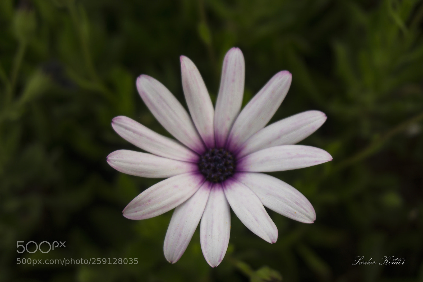 Sony a6000 sample photo. 15.4.2018 ya i ekler photography