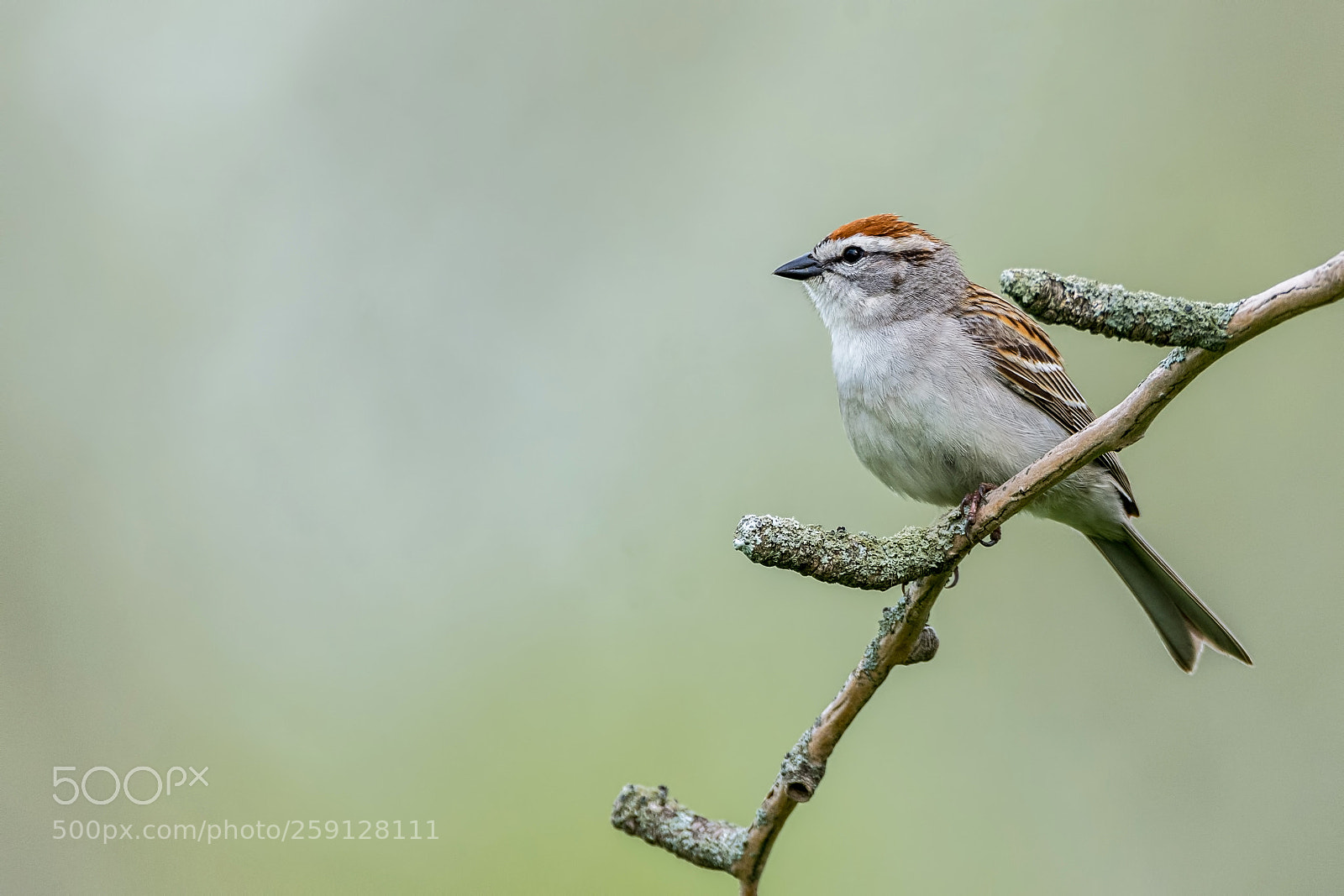 Nikon D7200 sample photo. Chipping sparrow photography