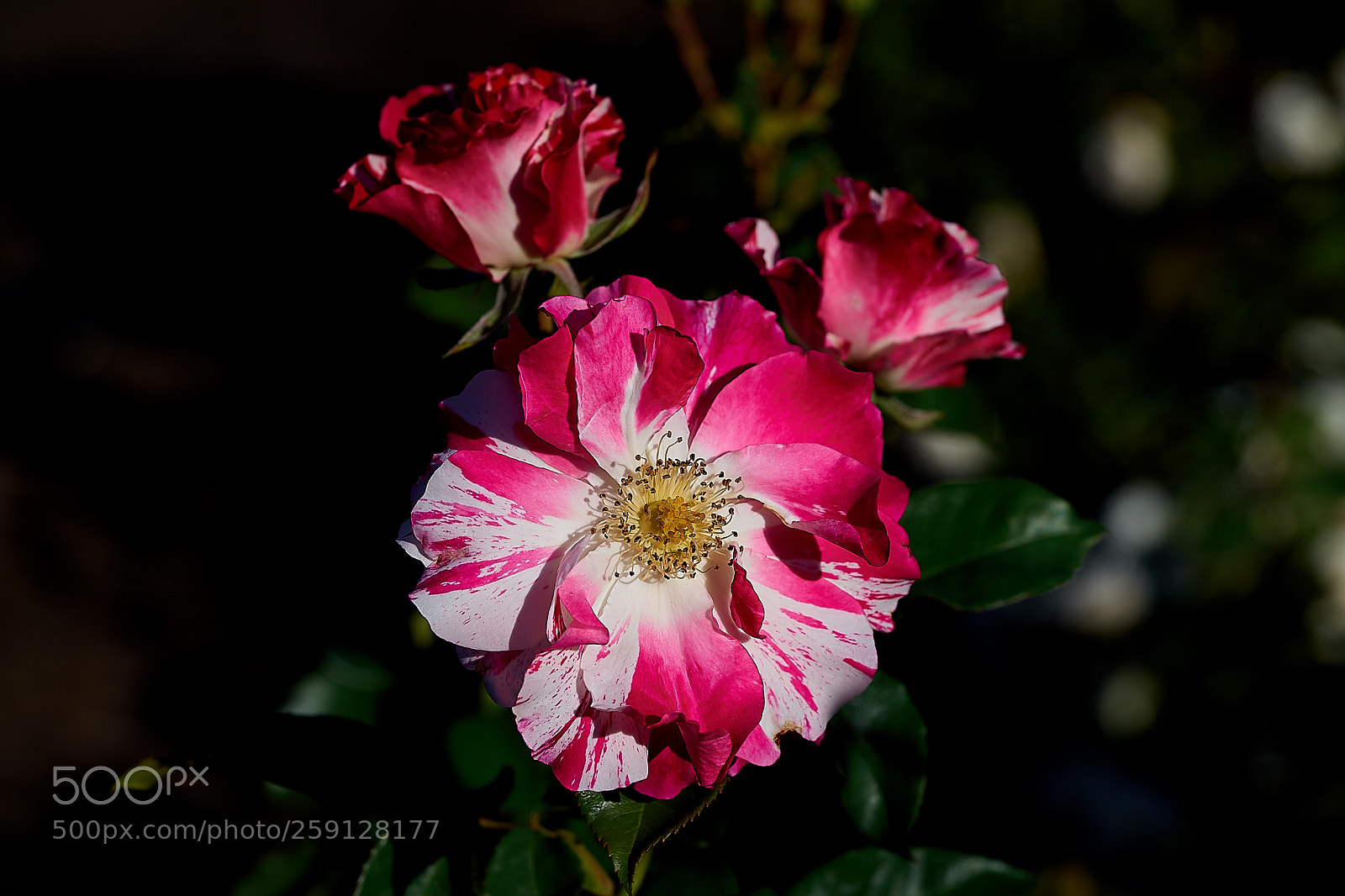 Sony a7 sample photo. Abg_180513_10 photography