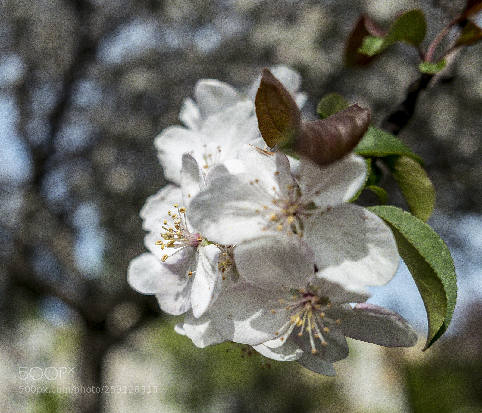 Panasonic Lumix DMC-LX100 sample photo. Les fleurs sont des photography