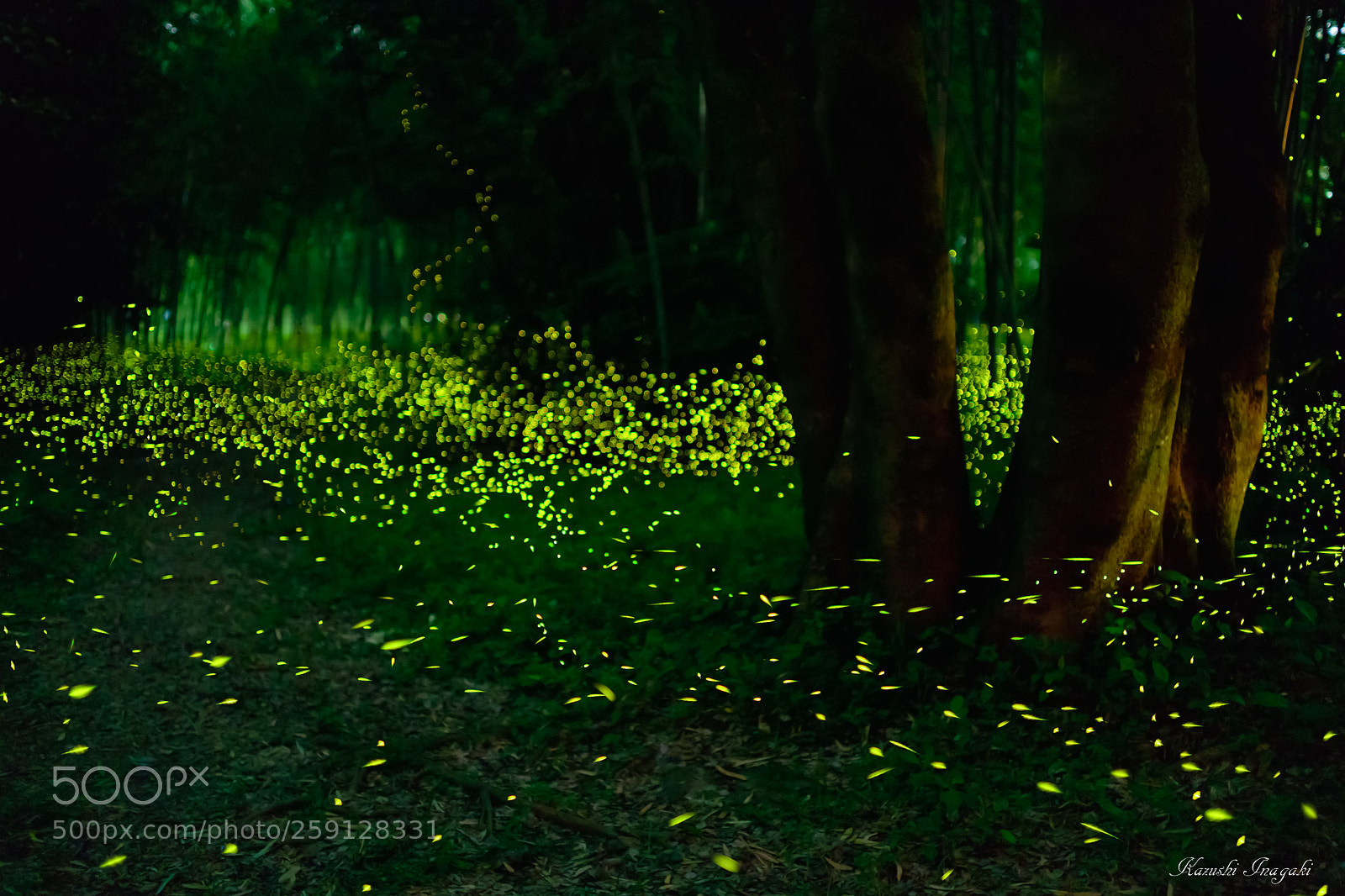 Sony SLT-A99V sample photo. Shining forest photography