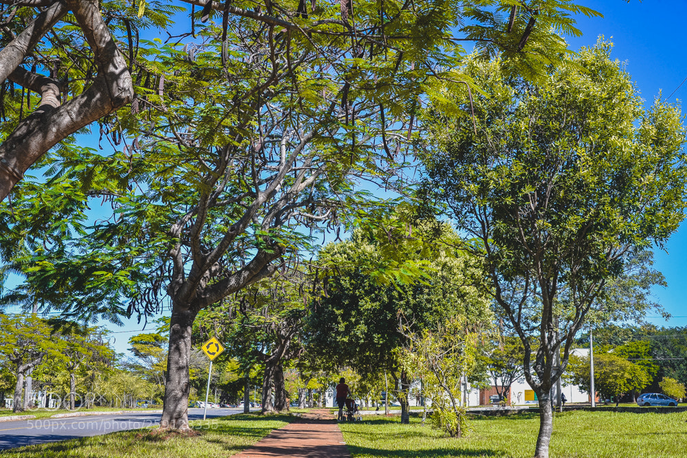 Nikon D610 sample photo. Céu azul photography