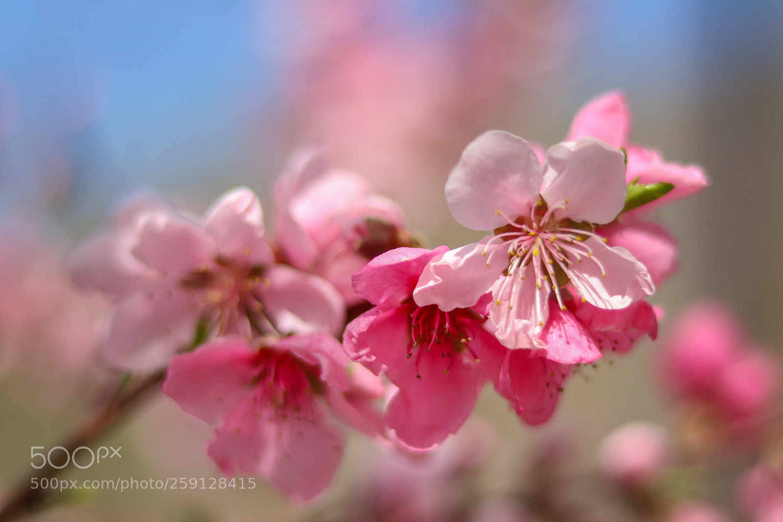 Canon EOS 80D sample photo. Pink! photography