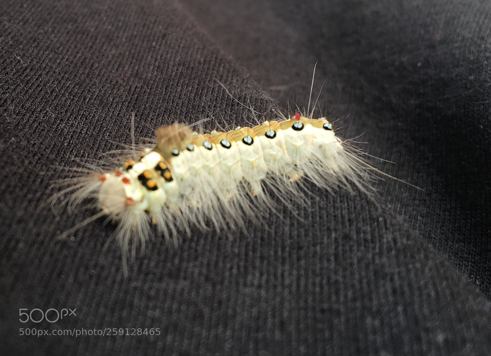 Apple iPhone 6s sample photo. The caterpillar  photography