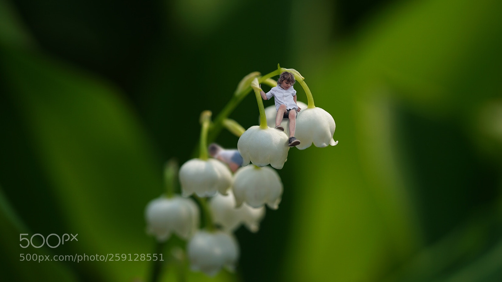 Sony a7 II sample photo. Surprise, lily-of-the-valley photography