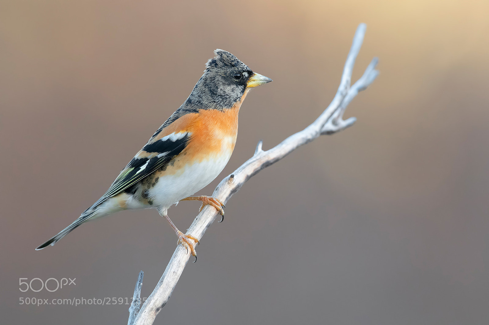 Nikon D850 sample photo. Brambling photography