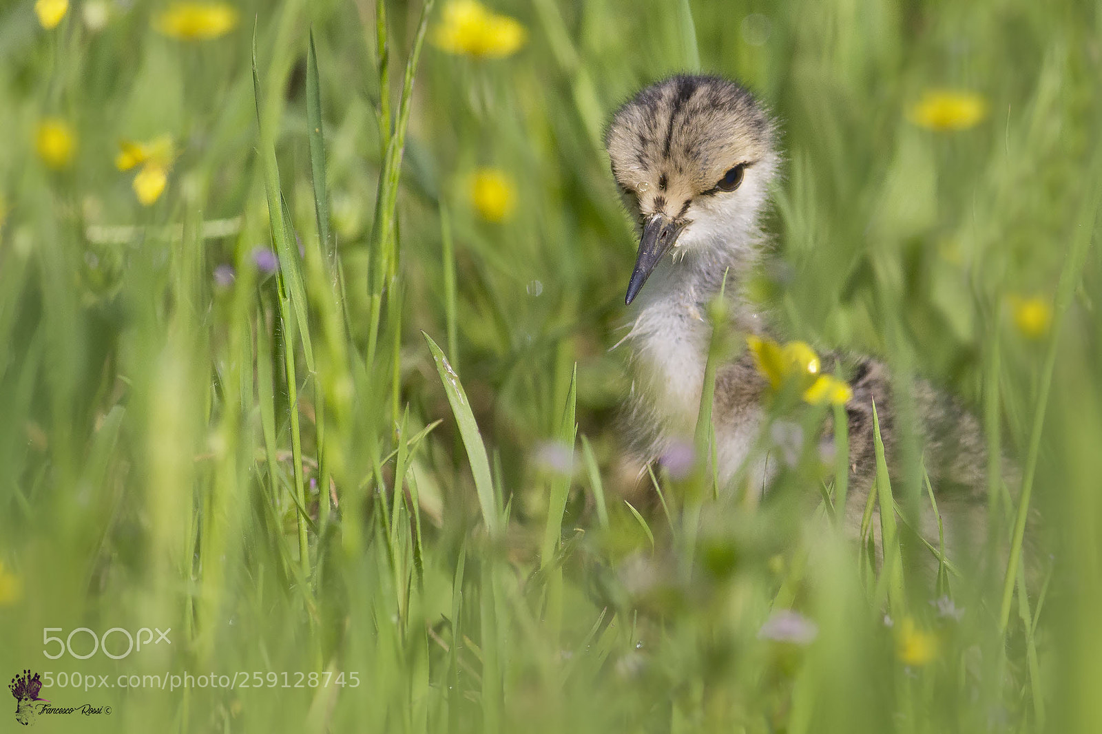 Canon EOS 7D sample photo. Baby black winged stilt photography