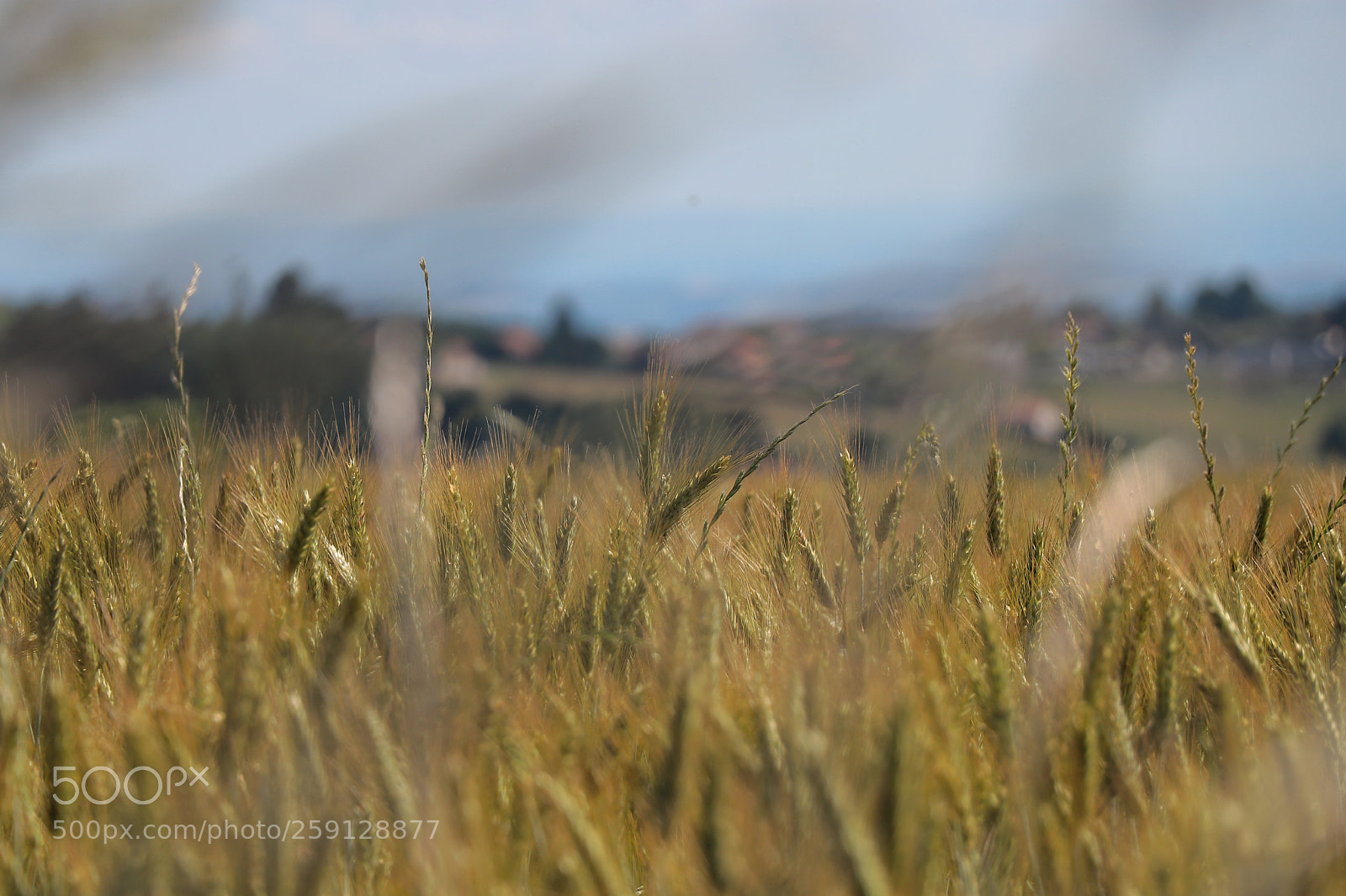 Canon EOS 80D sample photo. Agriculture shapes landscapes photography