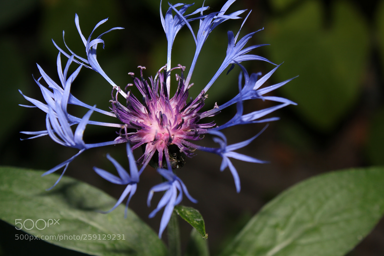 Canon EF-S 18-55mm F3.5-5.6 IS sample photo. Img photography