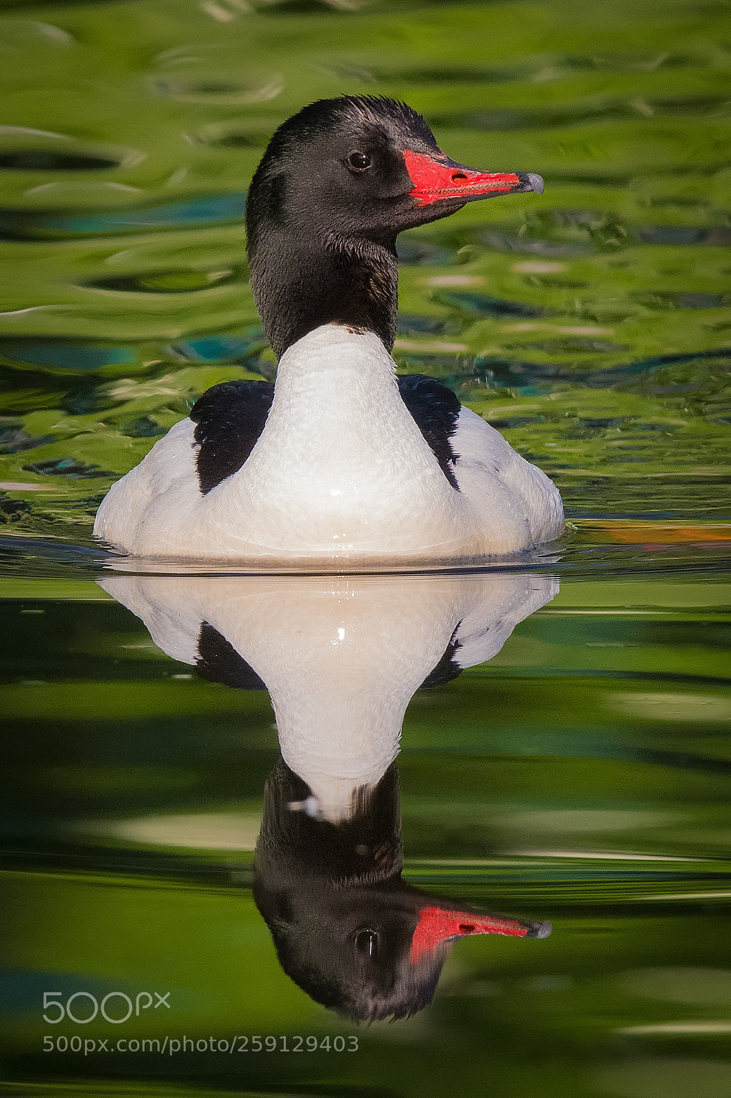 Nikon D500 sample photo. Common merganser photography