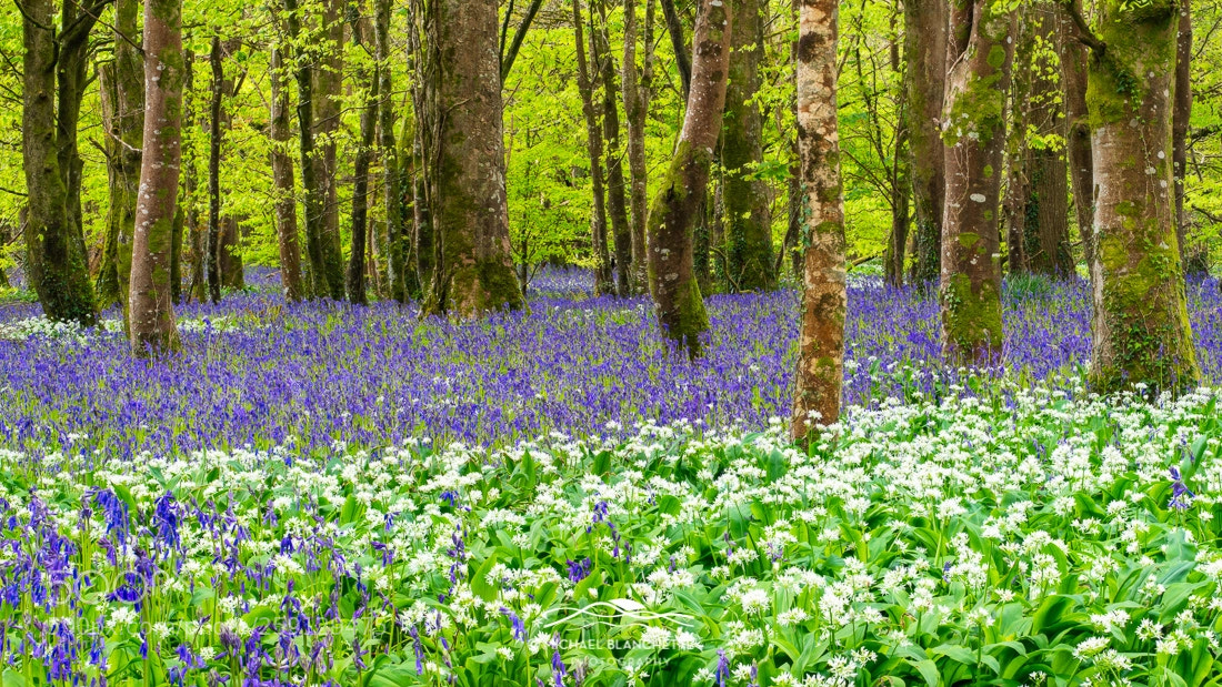 Nikon D850 sample photo. Bluebells and garlic photography