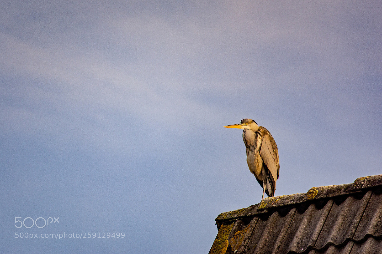 Nikon D7100 sample photo. Heron on the roof photography