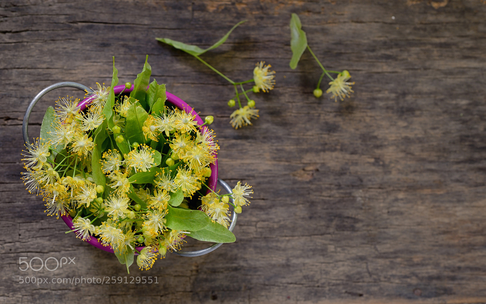 Nikon D610 sample photo. Flowers of linden tree photography