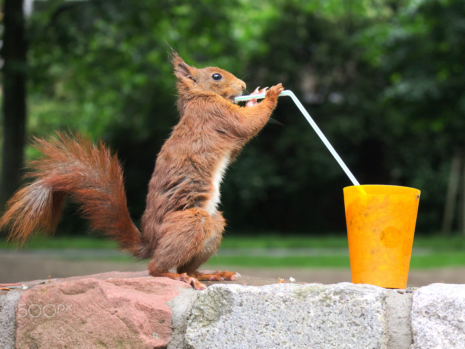 Canon EF-M 55-200mm F4.5-6.3 IS STM sample photo. Can squirrels drink in that way? photography