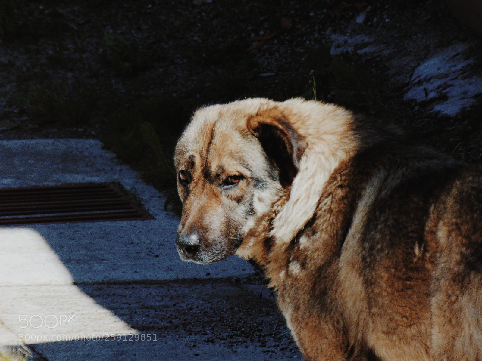 Sony Cyber-shot DSC-H300 sample photo. Dog photography