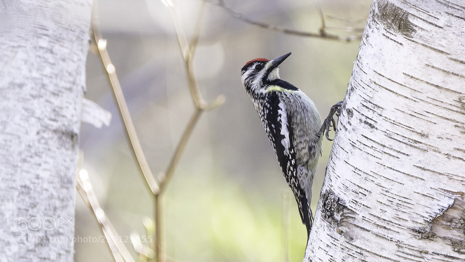 Canon EOS 5DS sample photo. Yellow-bellied sapsucker photography