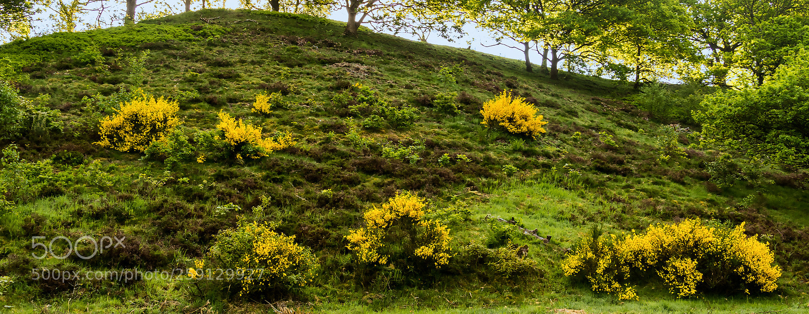 Sony ILCA-77M2 sample photo. Genista hill in back photography
