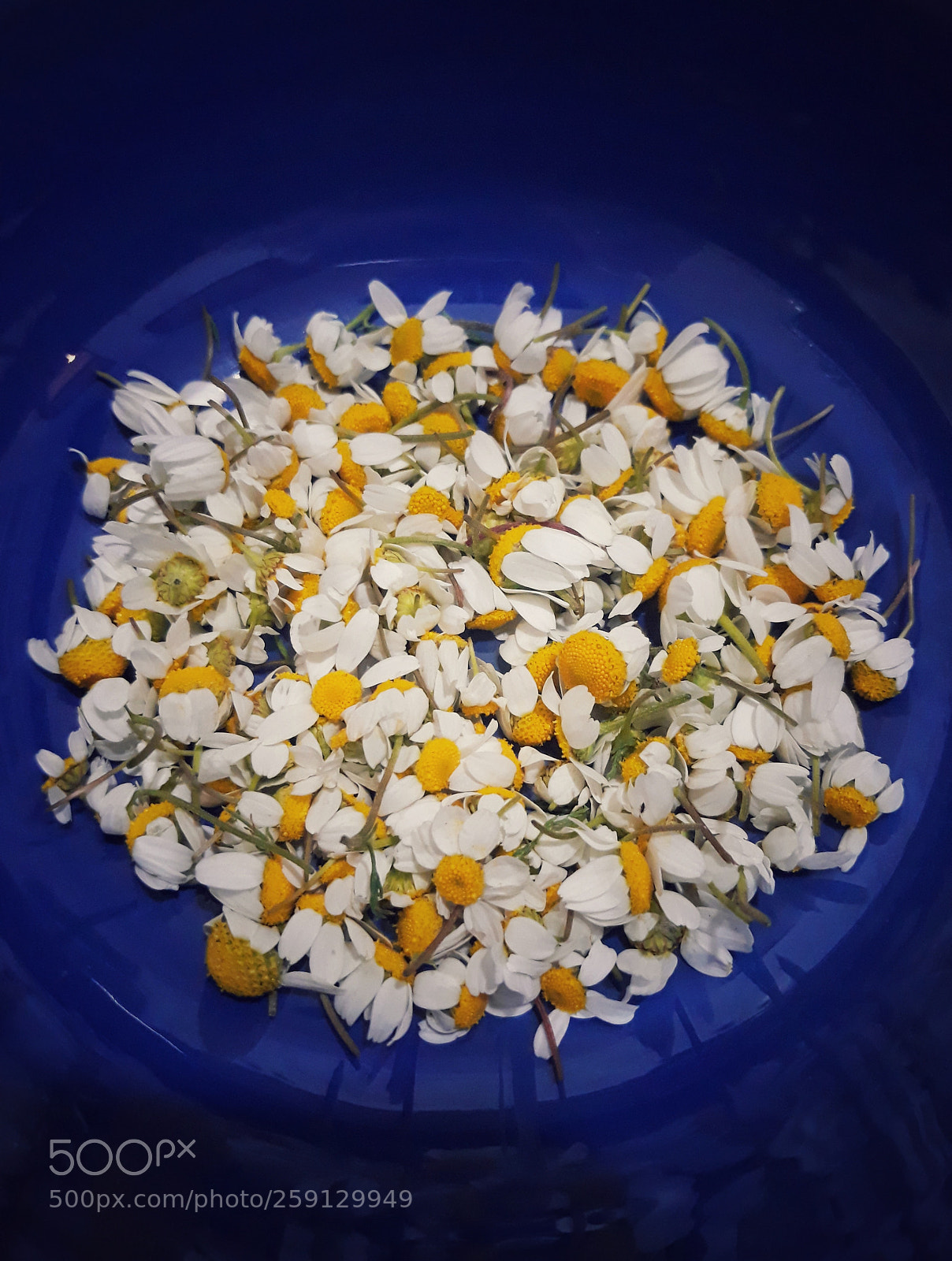 Samsung Galaxy J5 sample photo. Chamomile photography