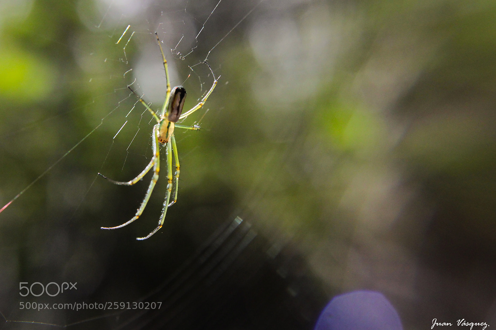 Canon EOS 600D (Rebel EOS T3i / EOS Kiss X5) sample photo. Green spider photography
