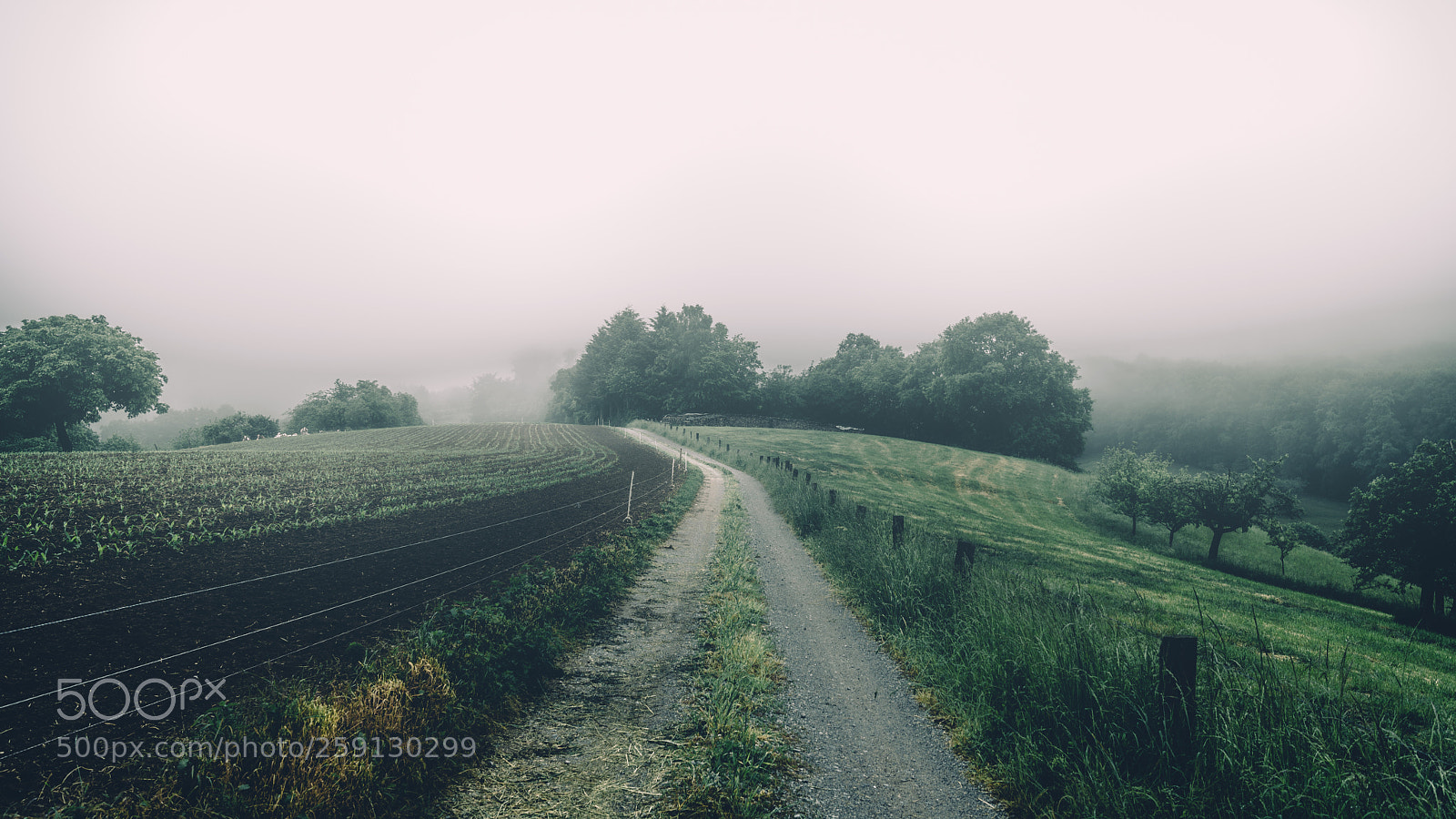 Sony a7R II sample photo. Into the rain photography
